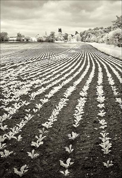 Beet lines.jpg